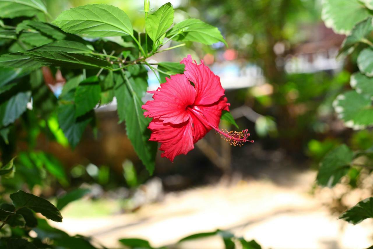 Green Garden Cabanas Tangalle Exterior photo